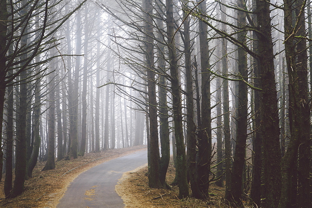 A road winding through trees in the forest, mist hanging in the air.