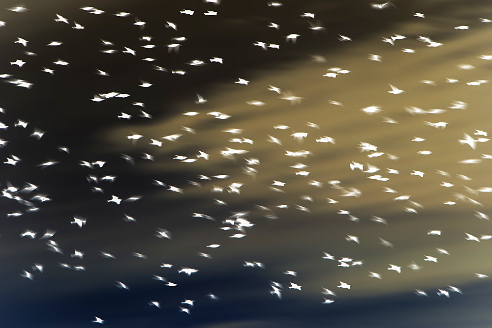 Abstract of starlings flying across overcast sky.