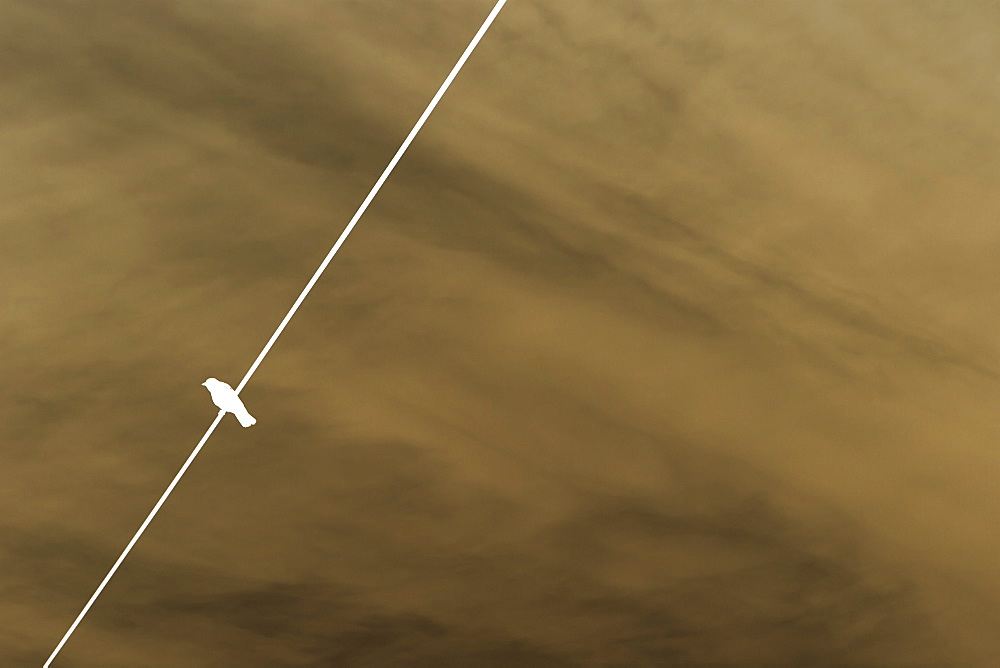 Low angle view of single bird on a wire.