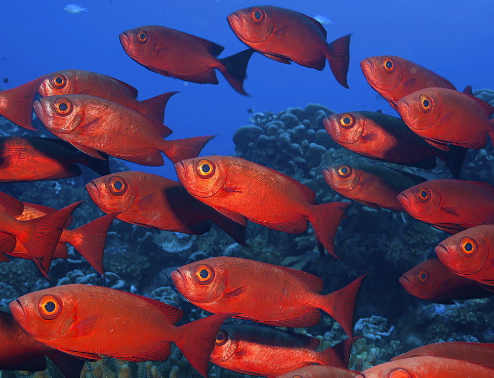 Large school of Crescent tail bigeye with vivid red coloured skin.