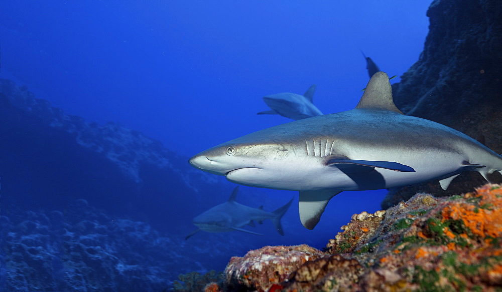 Gray reef sharks in the warm waters above a coral reef.