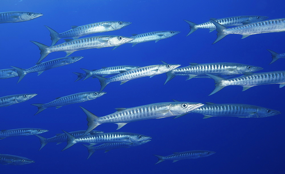 School of Blackfin barracuda in the water near the Rangiroa atoll, French Polynesia