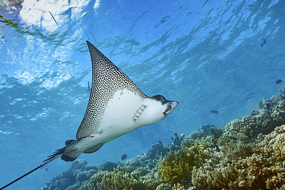 Graceful spotted eagle ray swimming across a coral reef in Fakarava.