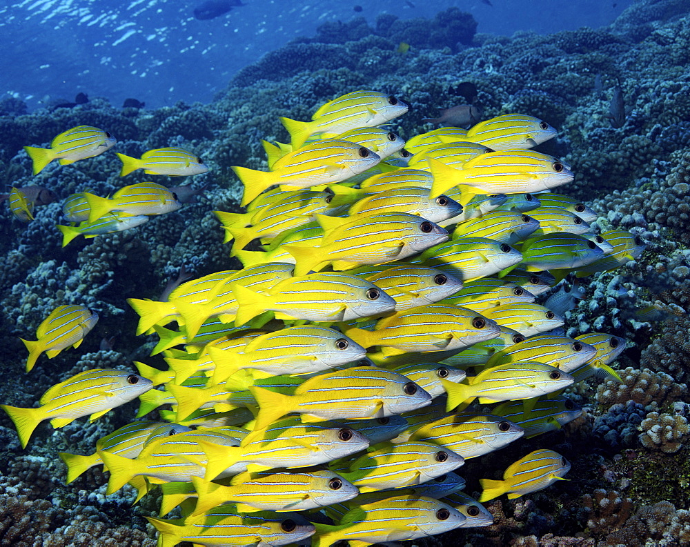 Large school of Blue-line snapper on a coral reef in French Polynesia