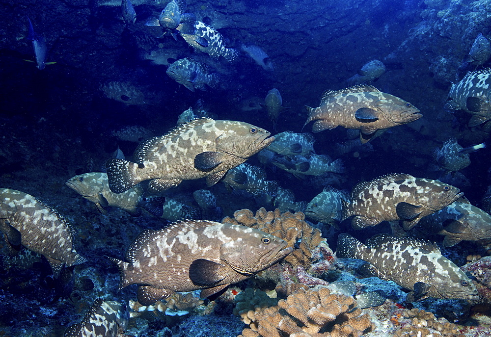 A large school of grouper fish spawning in a pass between islands, French Polynesia.