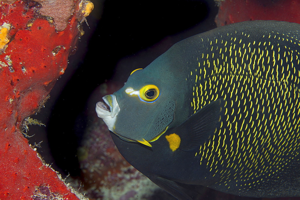 Close-up of French Angelfish , Pomacanthus paru.