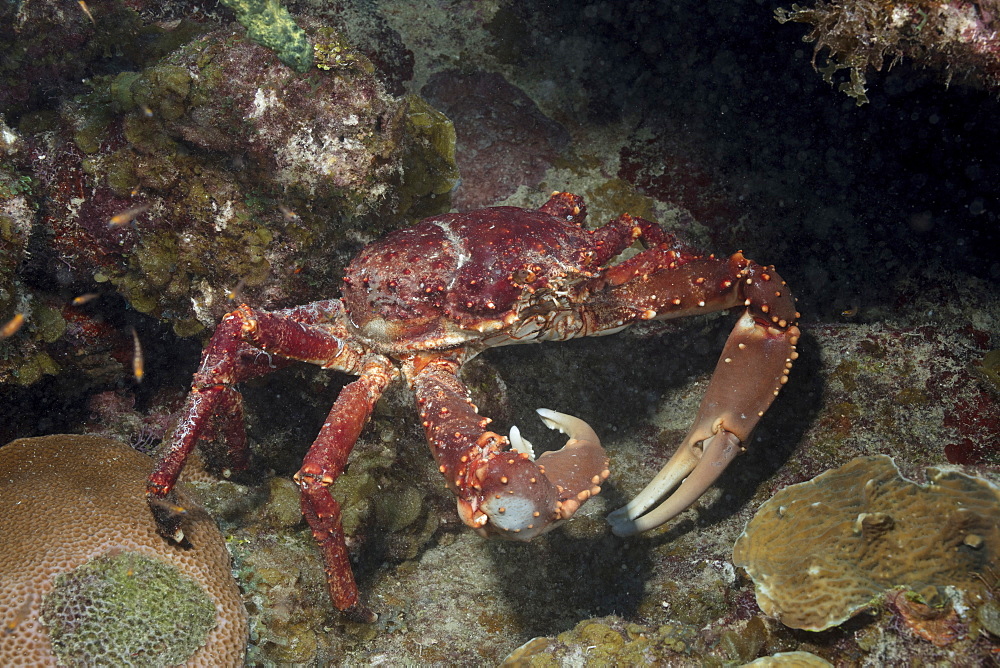 Channel-clinging crab foraging for food in a marine reserve.