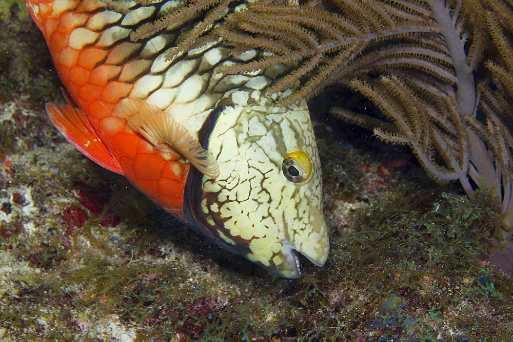 Stoplight parrotfish nibbles algae from the substrate of a reef in the Florida Keys.