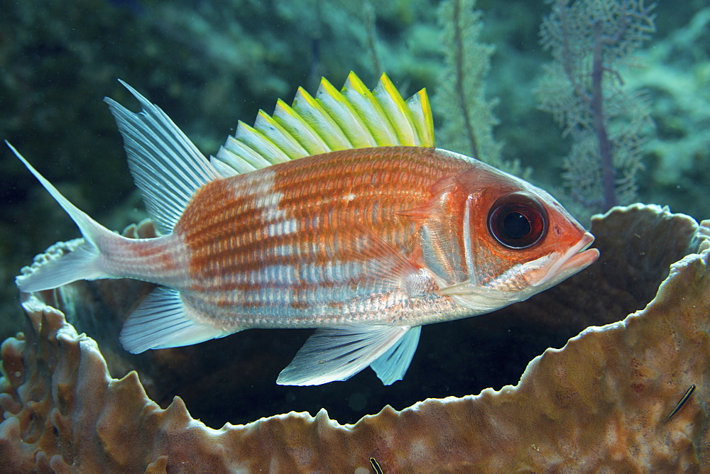 Squirrelfish (Holocentrus adscensionsis) finds shelter near a large Barrel sponge.