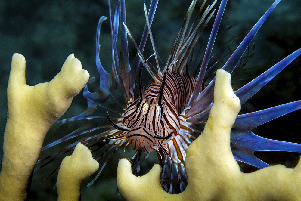 The invasive species, Lionfish (Pterois volitans) amid fire coral plants.