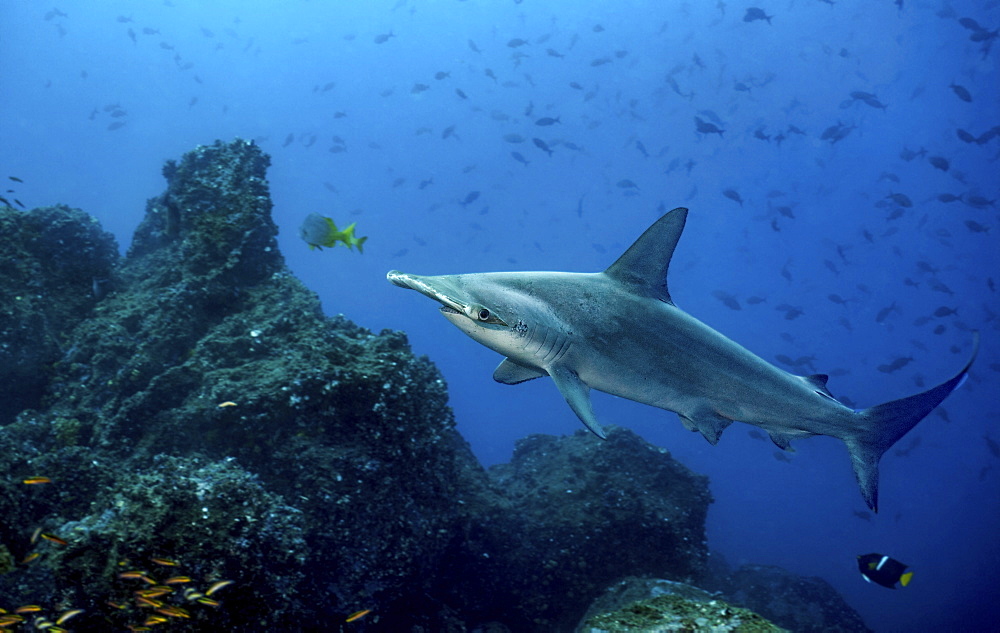 Scalloped hammerhead shark swimming among other fish over the seabed, Galapagos Islands