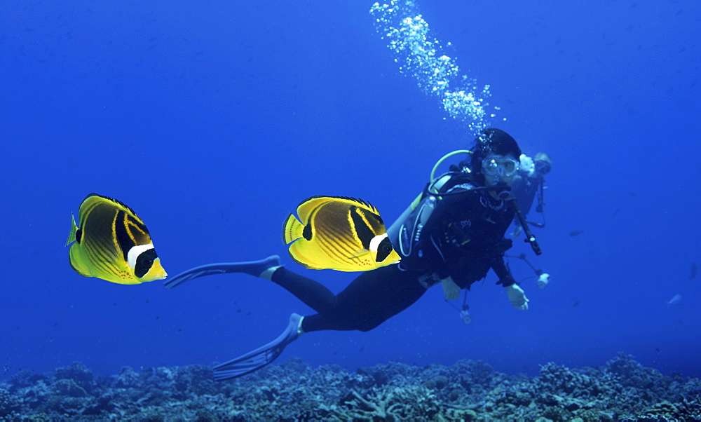 A scuba diver watching a pair of Raccoon butterflyfish in French Polynesia