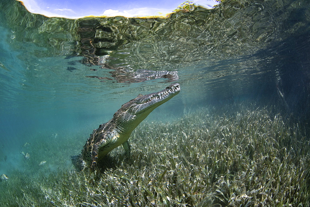 A captive crocodile underwater, snout in the surface of the water at the Garden of the Queens marine park, Cuba.