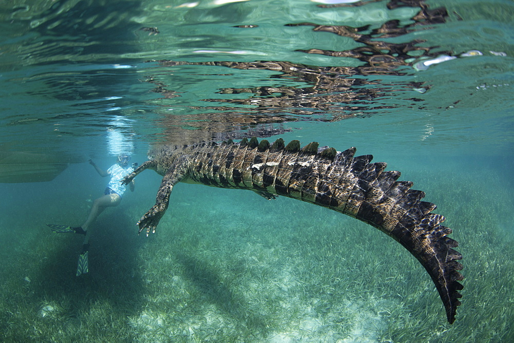 A crocodile in a nature reserve, swimming with a snorkeler the Garden of the Queens, Cuba.  Underwater view.