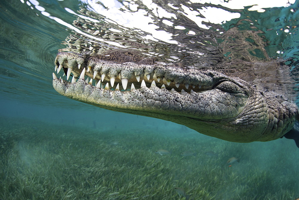 Nino, a socially interactive crocodile at the Garden of the Queens, Cuba. Underwater shot, close up of the animal snout.