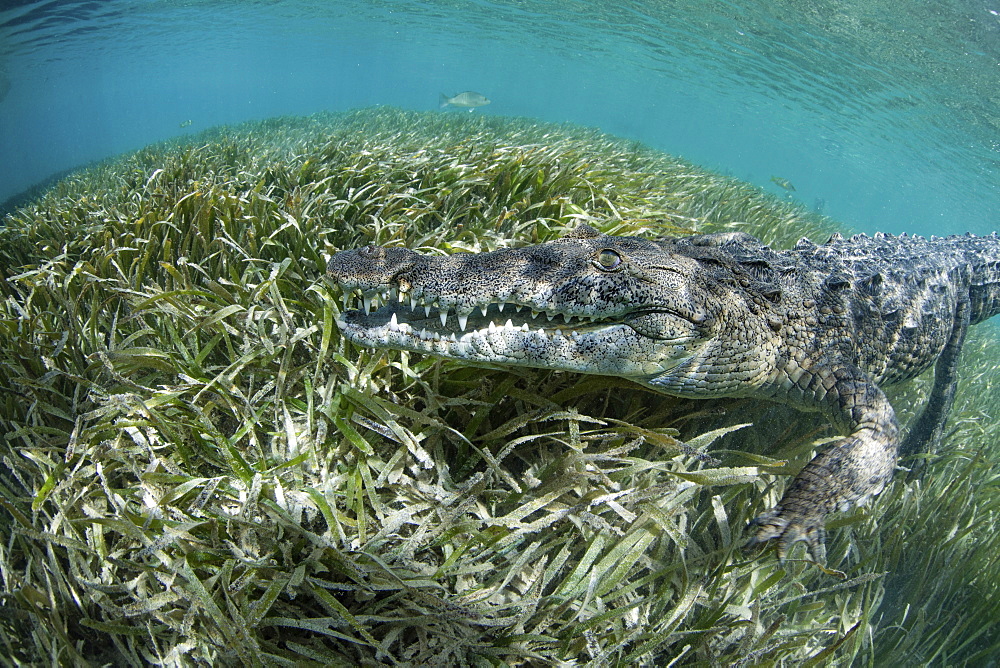 Nino, a socially interactive crocodile at the Garden of the Queens, Cuba. Underwater shot, close up of the animal snout.