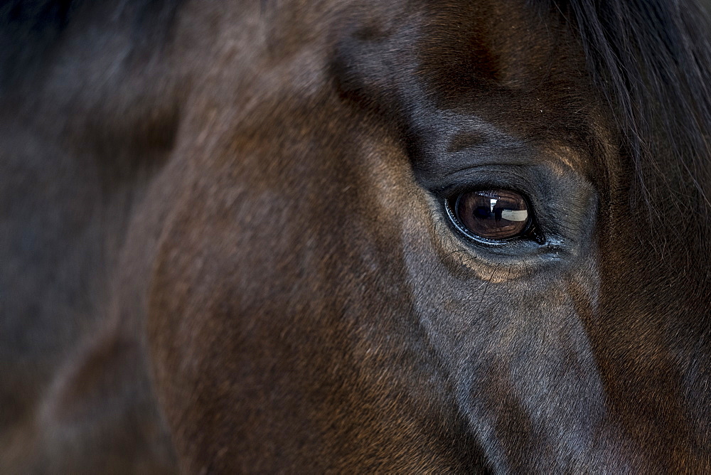 Close up of the head and bright eye of a brown bay horse, United Kingdom