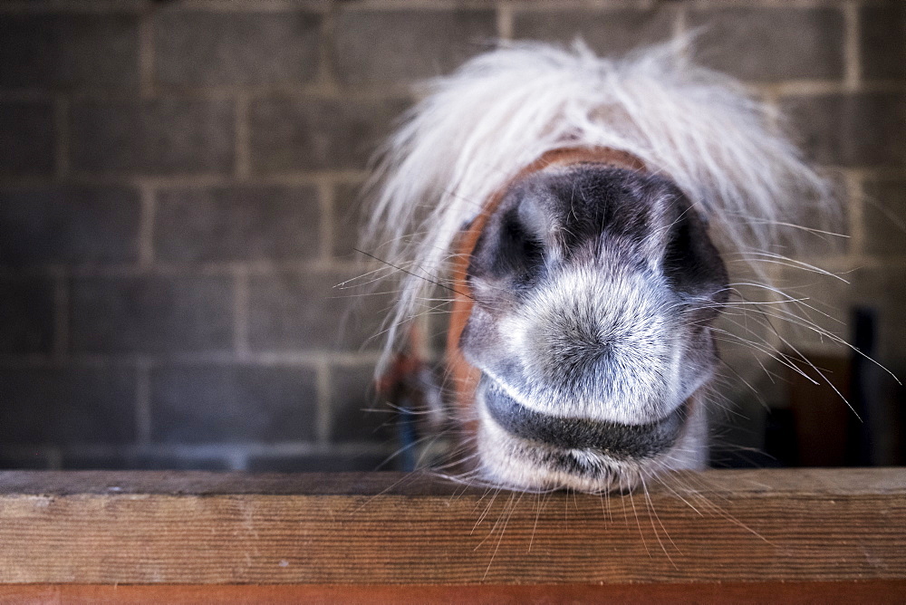 Close up of a Shetland pony's muzzle on the top of a stable door, with a white mane over it's eyes, United Kingdom