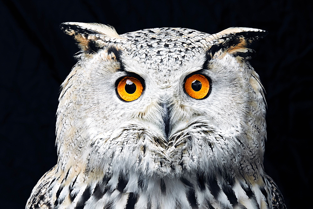 Portrait of Siberian eagle owl (Bubo bubo sibiricus) looking at camera against black background, England