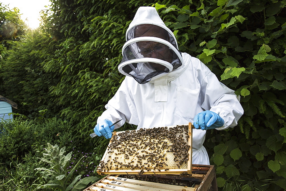 Beekeeper wearing protective suit at work, inspecting wooden beehive, England, United Kingdom