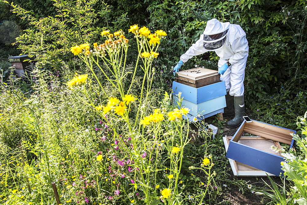 Beekeeper wearing protective suit at work, inspecting wooden beehive, England, United Kingdom