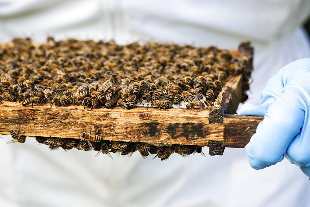 Beekeeper wearing protective suit at work, inspecting wooden beehive, England, United Kingdom