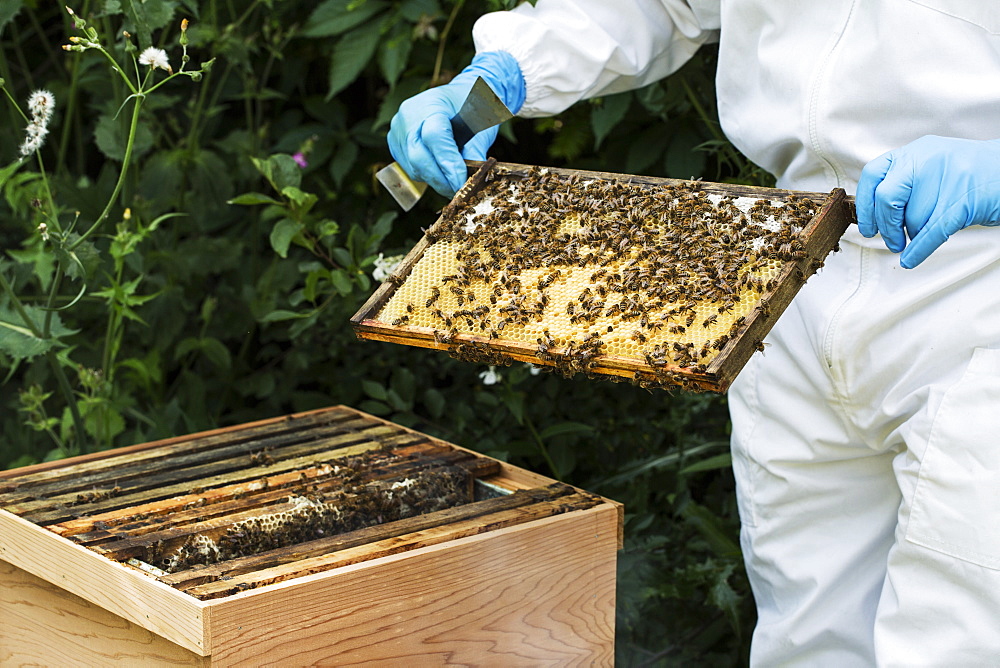 Beekeeper wearing protective suit at work, inspecting wooden beehive, England, United Kingdom