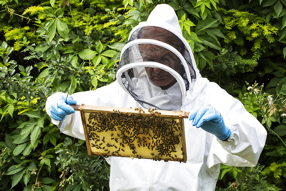 Beekeeper wearing protective suit at work, inspecting wooden beehive, England, United Kingdom