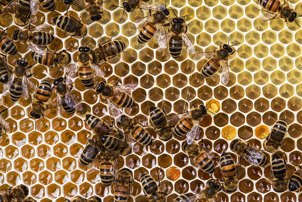 Close up of bees and honeycomb in wooden beehive, England, United Kingdom