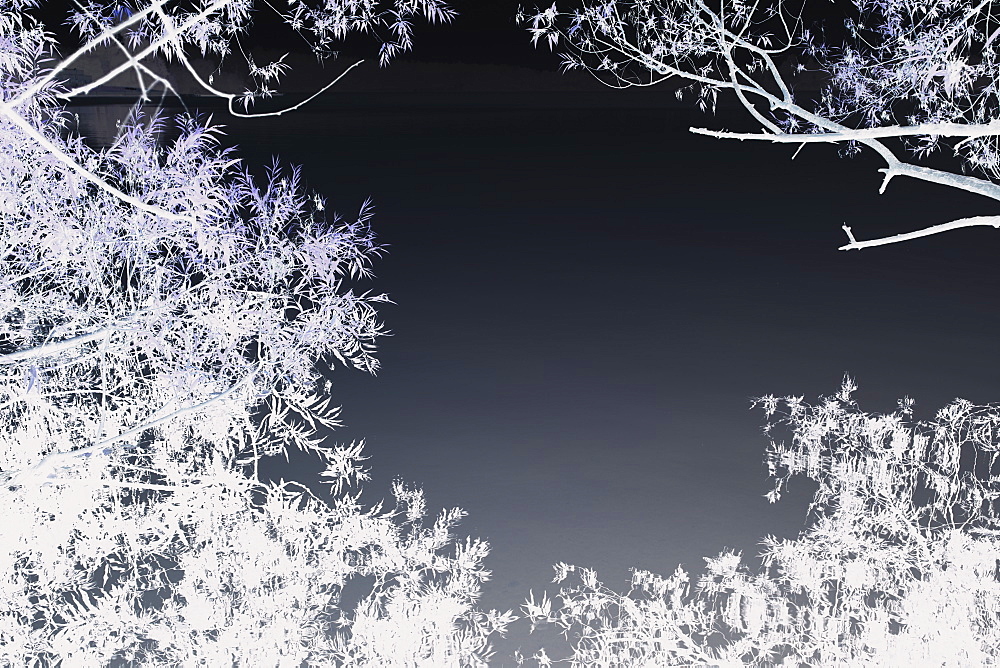 Inverted image of dense willow tree foliage, lake water in background, Green Lake, Seattle, Washington, USA, King County, Seattle, Washington, United States