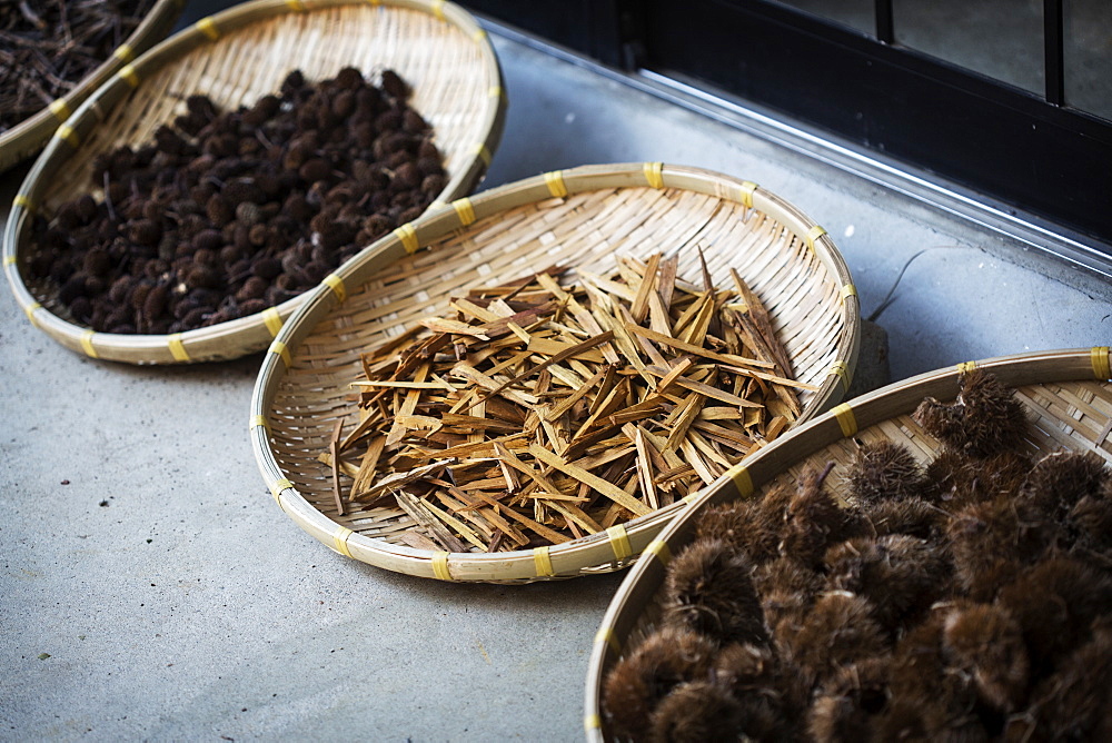 High angle close up of Yashabuji, Haze and Kuri Chestnut in a textile plant dye workshop, Kyushu, Japan