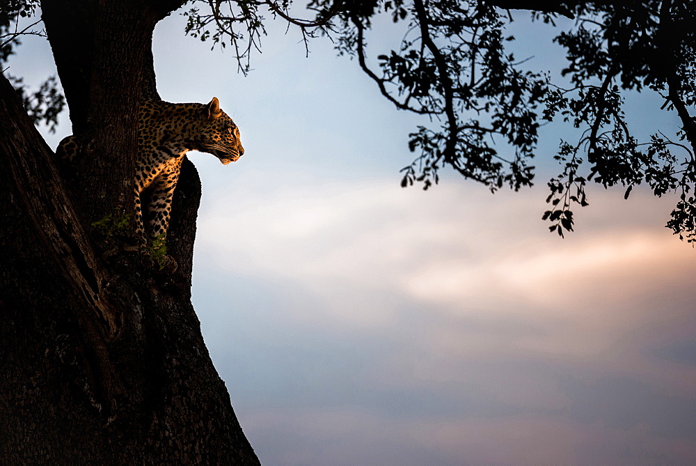 A leopard, Panthera pardus, sits in the fork of a tree at sunset, Londolozi Game Reserve, Sabi Sands, Greater Kruger National Park, South Africa