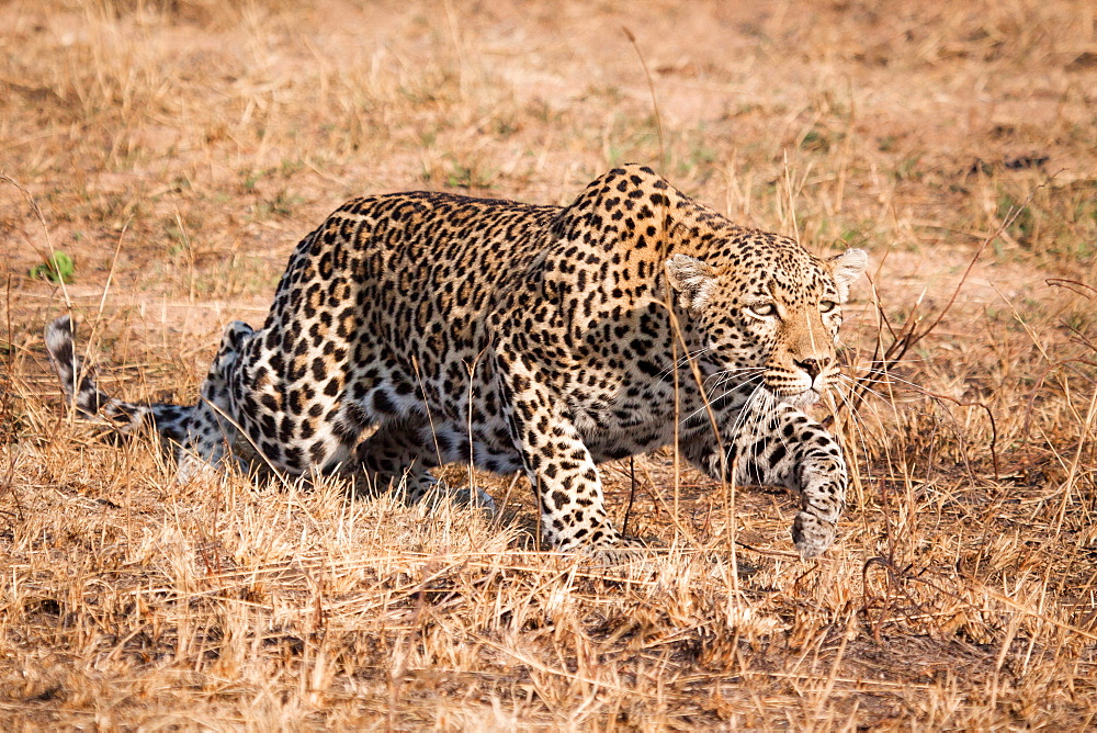 A leopard, Panthera pardus, crouching low, stalks through dry grass, ears back, Londolozi Game Reserve, Sabi Sands, Greater Kruger National Park, South Africa