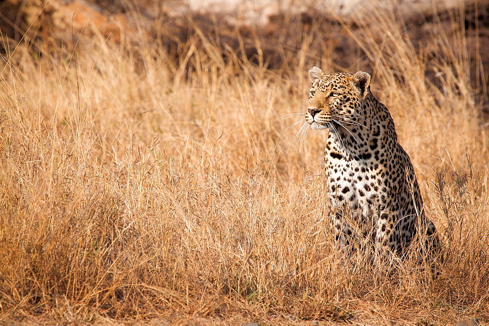 A leopard, Panthera pardus, sits in tall dry yellow grass looking around, ears facing forward, Londolozi Game Reserve, Sabi Sands, Greater Kruger National Park, South Africa