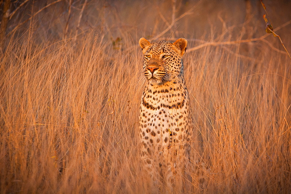 A leopard, Panthera pardus, sits in tall dry brown grass and looks around alert, ears facing forward, Londolozi Game Reserve, Sabi Sands, Greater Kruger National Park, South Africa