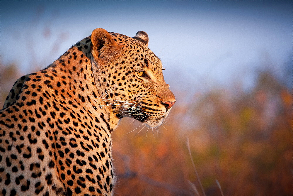 A leopard, Panthera pardus, turns over its right shoulder, looking out, ears back, Londolozi Game Reserve, Sabi Sands, Greater Kruger National Park, South Africa