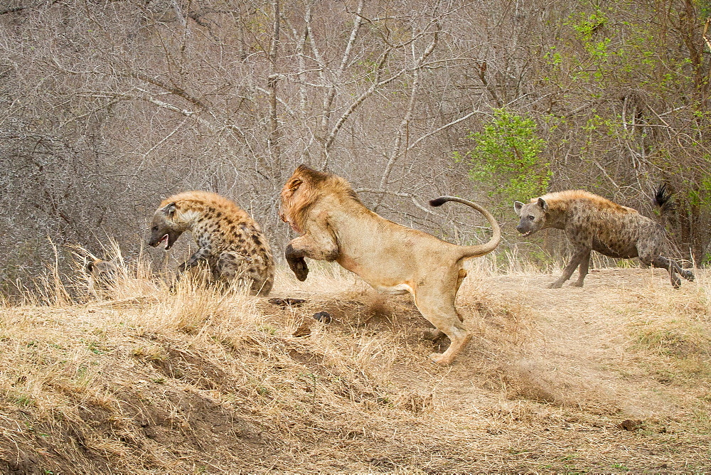 A male lion, Panthera leo, chasing a spotted hyena, Crocuta crocuta, a second hyena attacking the lion, Londolozi Game Reserve, Sabi Sands, Greater Kruger National Park, South Africa