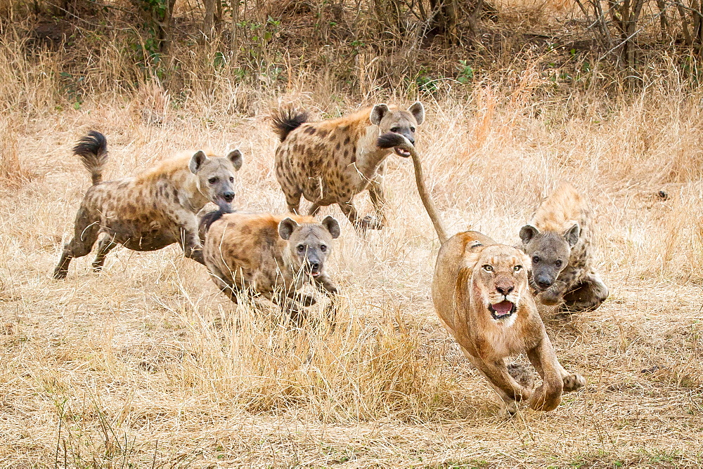 A lioness, Panthera leo, runs away with its tail up, wide eyed and mouth open as four spotted hyena, Crocuta crocuta, chase after it in dry yellow grass, Londolozi Game Reserve, Sabi Sands, Greater Kruger National Park, South Africa