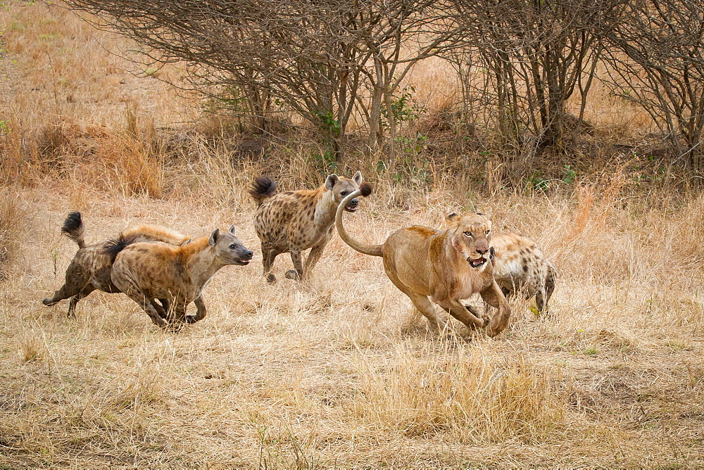 Four spotted hyenas, Crocuta crocuta, run and chase after a lion, Panthera leo, through dry yellow grass, Londolozi Game Reserve, Sabi Sands, Greater Kruger National Park, South Africa