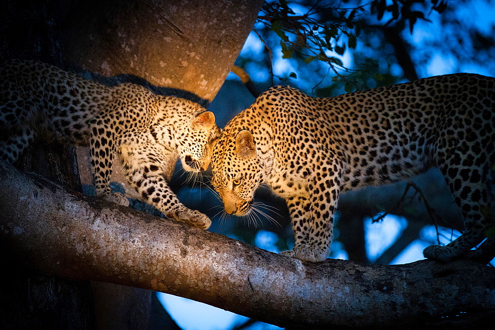 A leopard mother, Panthera pardus, and her cub, stand on the branch of a tree with the spotlight on them, looking away, touching heads, Londolozi Game Reserve, Sabi Sands, Greater Kruger National Park, South Africa