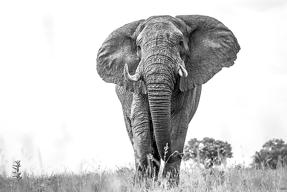 An elephant, Loxodonta africana, with alert, standing in short grass, large ears and tusks, in black and white, Londolozi Game Reserve, Sabi Sands, Greater Kruger National Park, South Africa