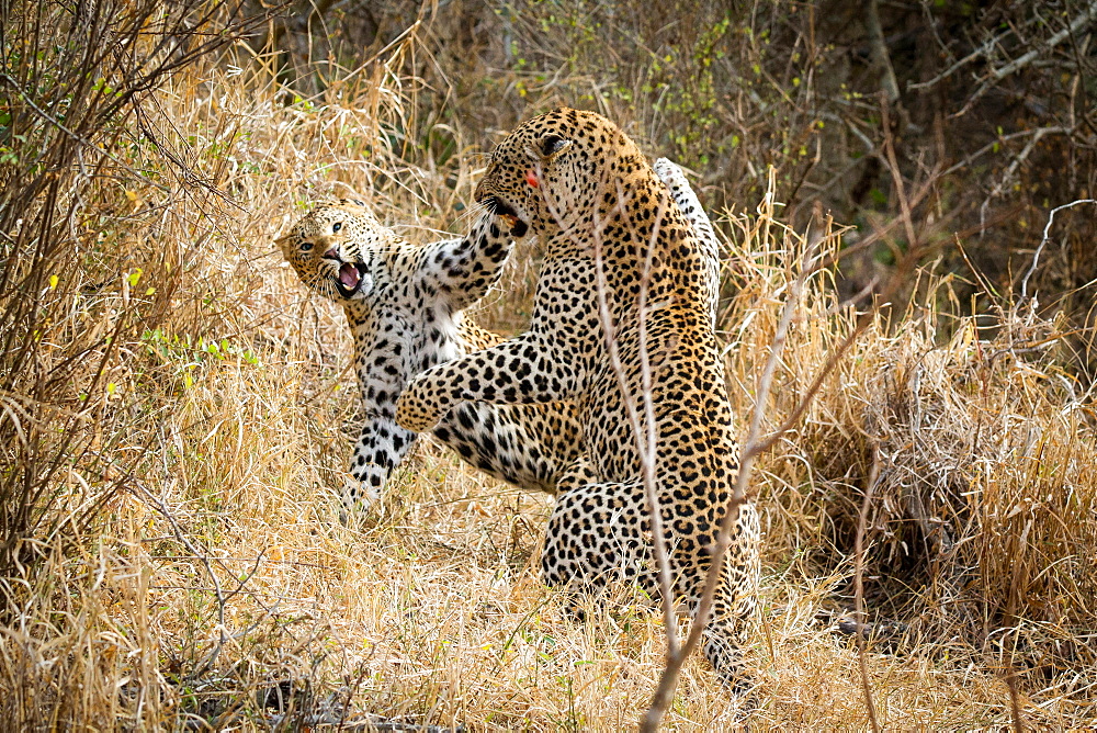 Two leopards, Panthera pardus, fighting, snarling and on their hind legs, in dry yellow grass, Londolozi Game Reserve, Sabi Sands, Greater Kruger National Park, South Africa