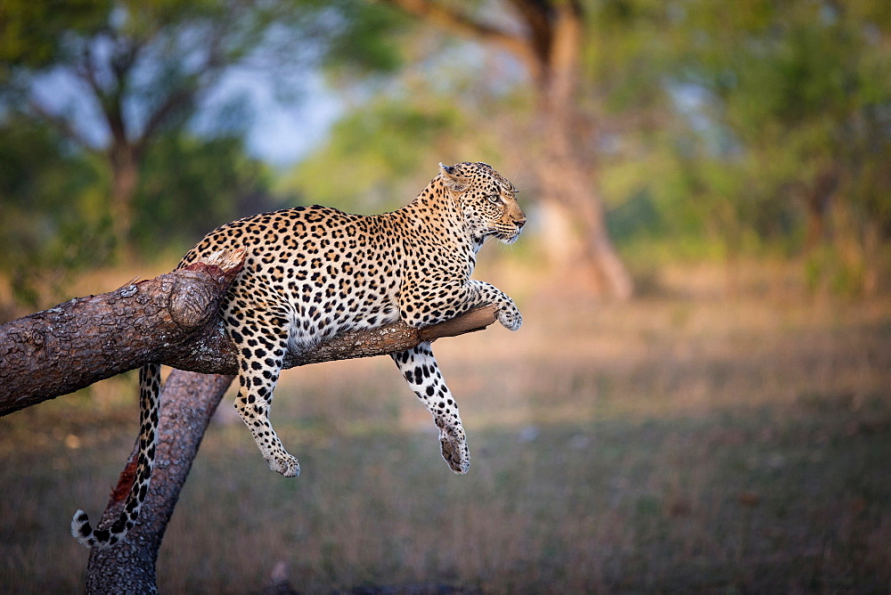 A leopard, Panthera pardus, lies on a broken tree branch, drapes its feet and tail over the branch, looking away, ears back, Londolozi Game Reserve, Sabi Sands, Greater Kruger National Park, South Africa