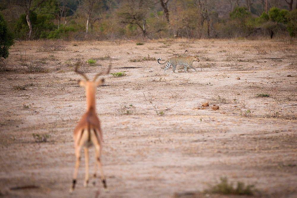 A leopard, Panthera pardus, walks across a clearing, tail curled in the air, in the foreground a male impala with horns faces the leopard with ears perked, Aepyceros melampus, Londolozi Game Reserve, Sabi Sands, Greater Kruger National Park, South Africa