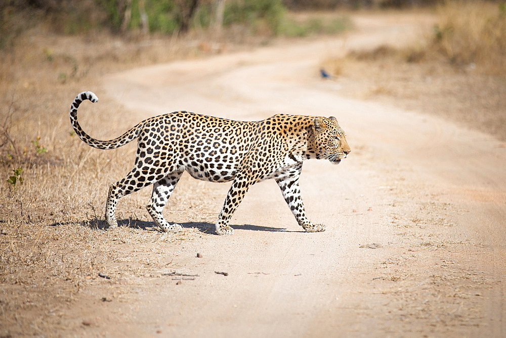 A leopard, Panthera pardus, walks across a dirt road, looking away, tail curled up, Londolozi Game Reserve, Sabi Sands, Greater Kruger National Park, South Africa