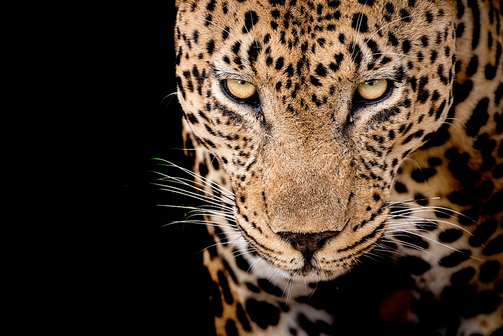 Head of a male leopard, Panthera pardus, front view of yellow-green eyes, white whiskers and rosette skin marking, black background, Londolozi Game Reserve, Sabi Sands, Greater Kruger National Park, South Africa