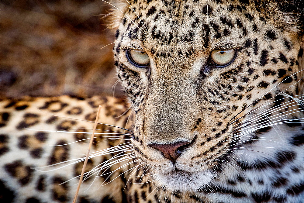 A leopard's face, Panthera pardus, looking away with whiskers and yellow-green eyes, Londolozi Game Reserve, Sabi Sands, Greater Kruger National Park, South Africa