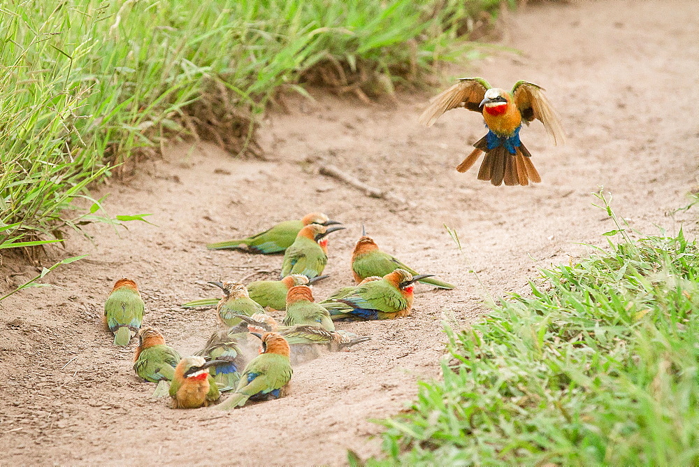 A flock of white-fronted bee-eaters, Merops bullockoides, lie on sand while one flies down, wings up and tail spread, Londolozi Game Reserve, Sabi Sands, Greater Kruger National Park, South Africa