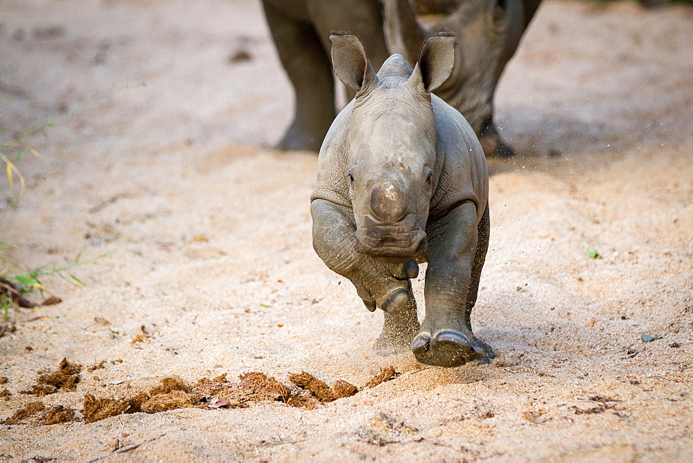 A rhino calf, Ceratotherium simum, runs towards the camera in sand, legs raised, sand in air, Londolozi Game Reserve, Sabi Sands, Greater Kruger National Park, South Africa