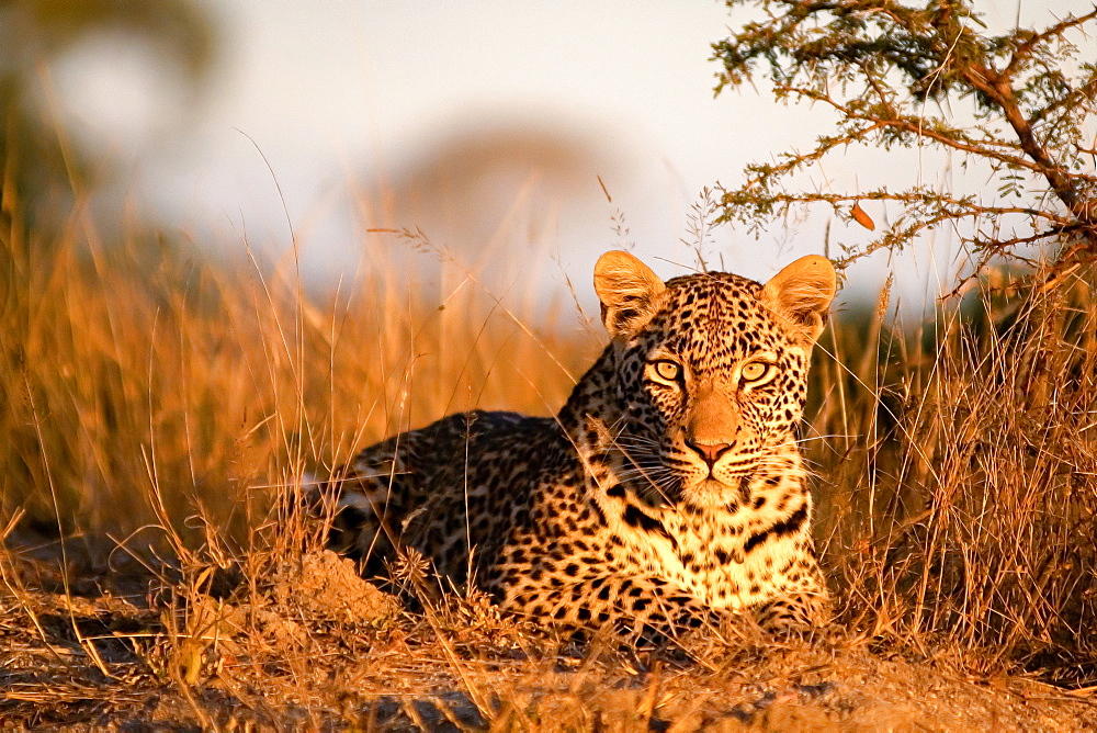 A leopard, Panthera pardus, lies on the ground in the sunlight, alert, ears forward, Londolozi Game Reserve, Sabi Sands, Greater Kruger National Park, South Africa